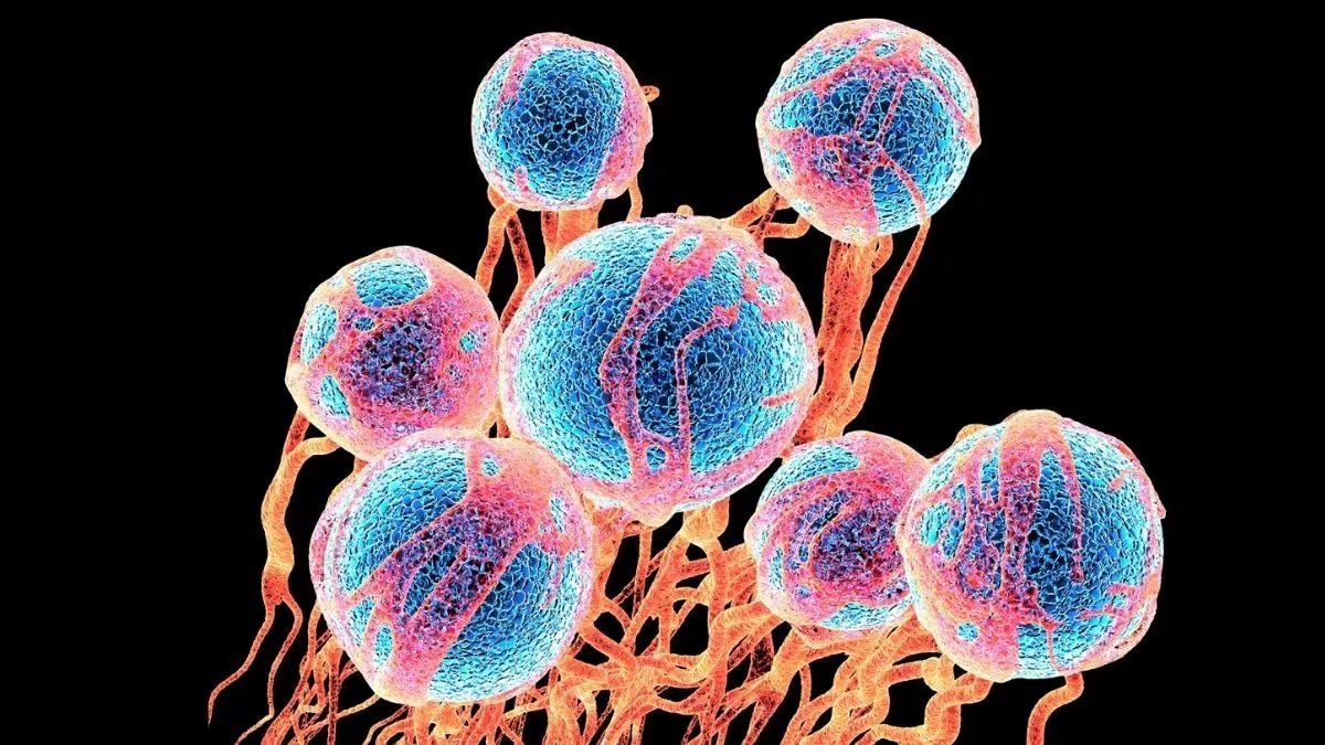 Punjab expands advanced cancer treatment with five new cryoablation machines