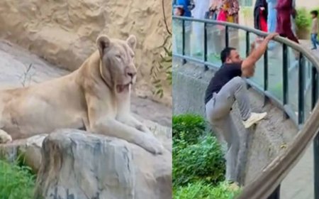 VIDEO: TikToker jumps into lion’s cage at Lahore Zoo